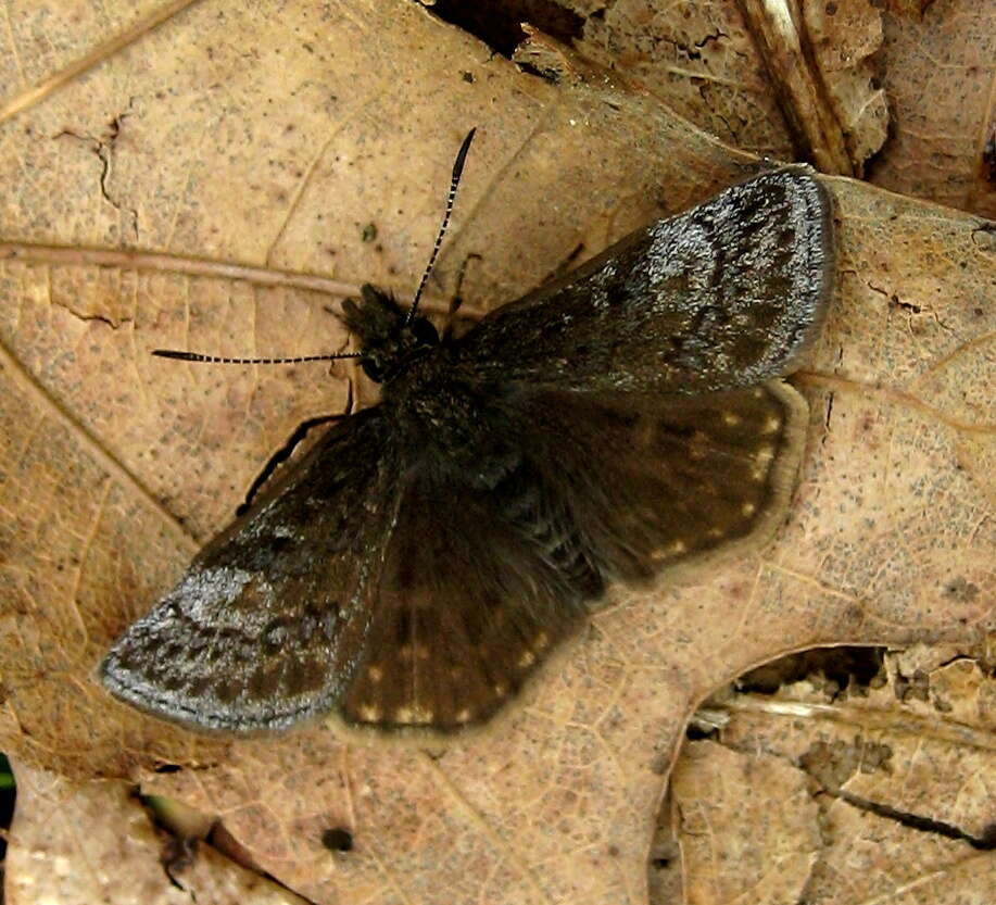 Image of Dreamy Duskywing