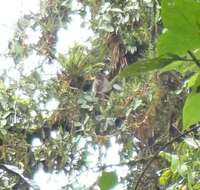 Image of Maranon white fronted capuchin