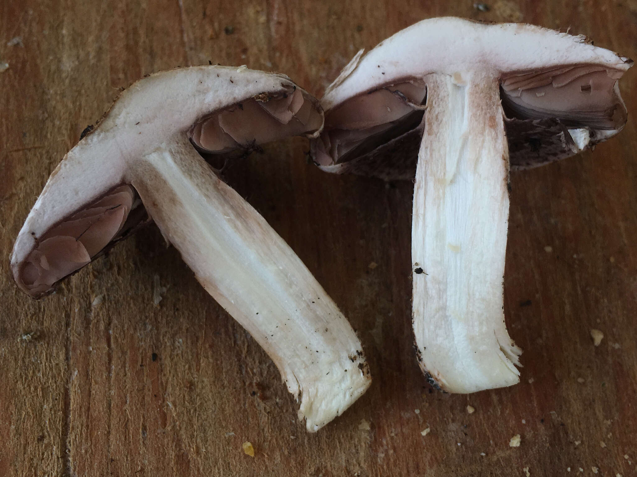 Image of Agaricus fuscovelatus Kerrigan 1985