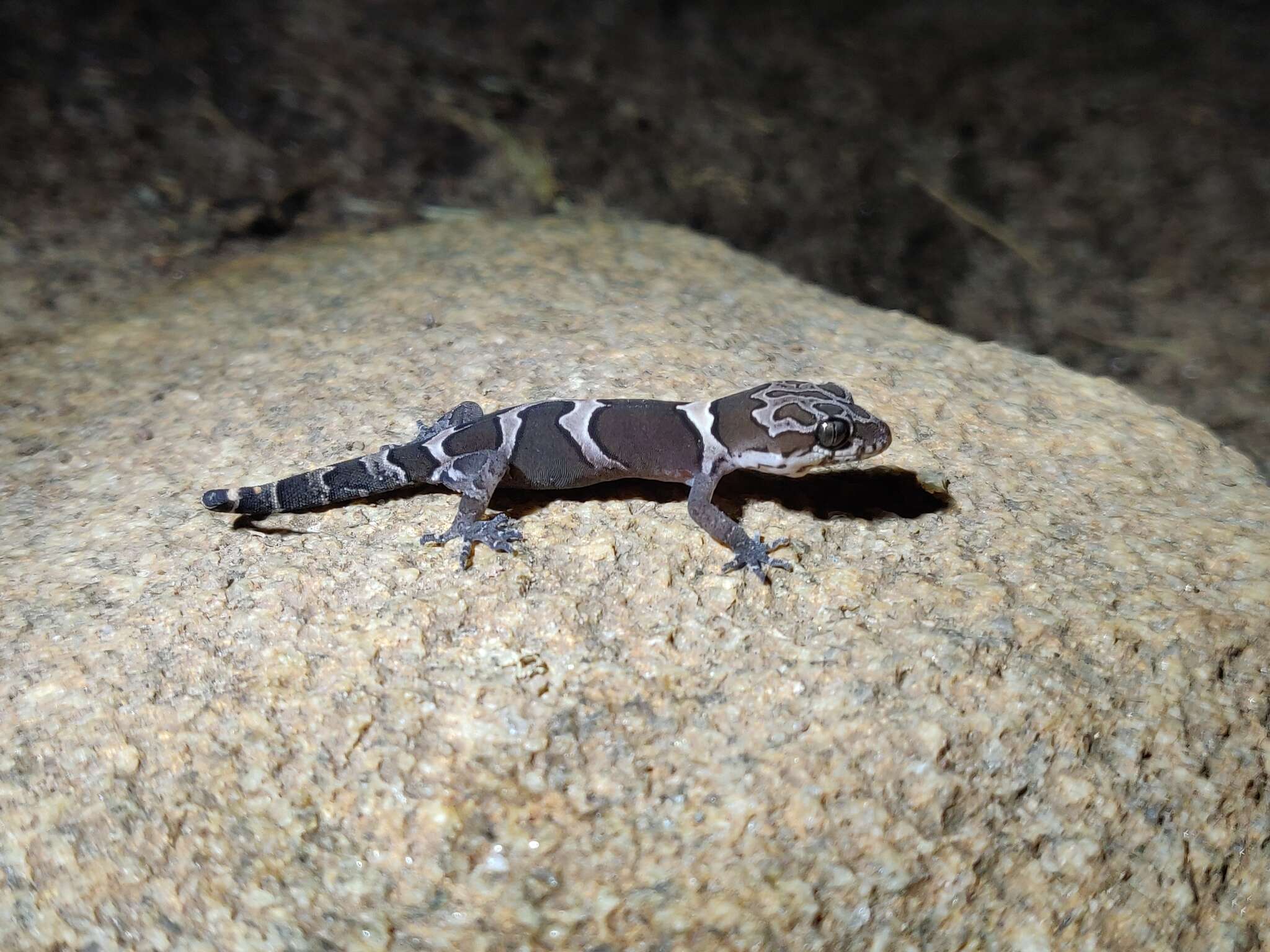 Image of Cyrtodactylus srilekhae Agarwal 2016