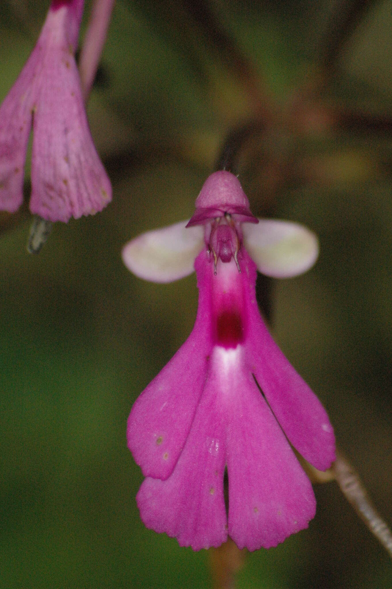 Image of Cynorkis lowiana Rchb. fil.