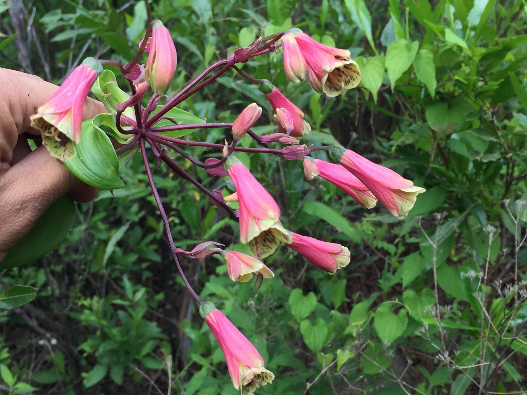 Image of Bomarea edulis (Tussac) Herb.