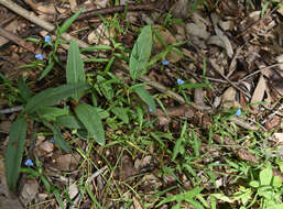 Commelina lanceolata R. Br.的圖片