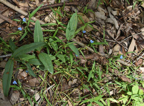 Image of Commelina lanceolata R. Br.