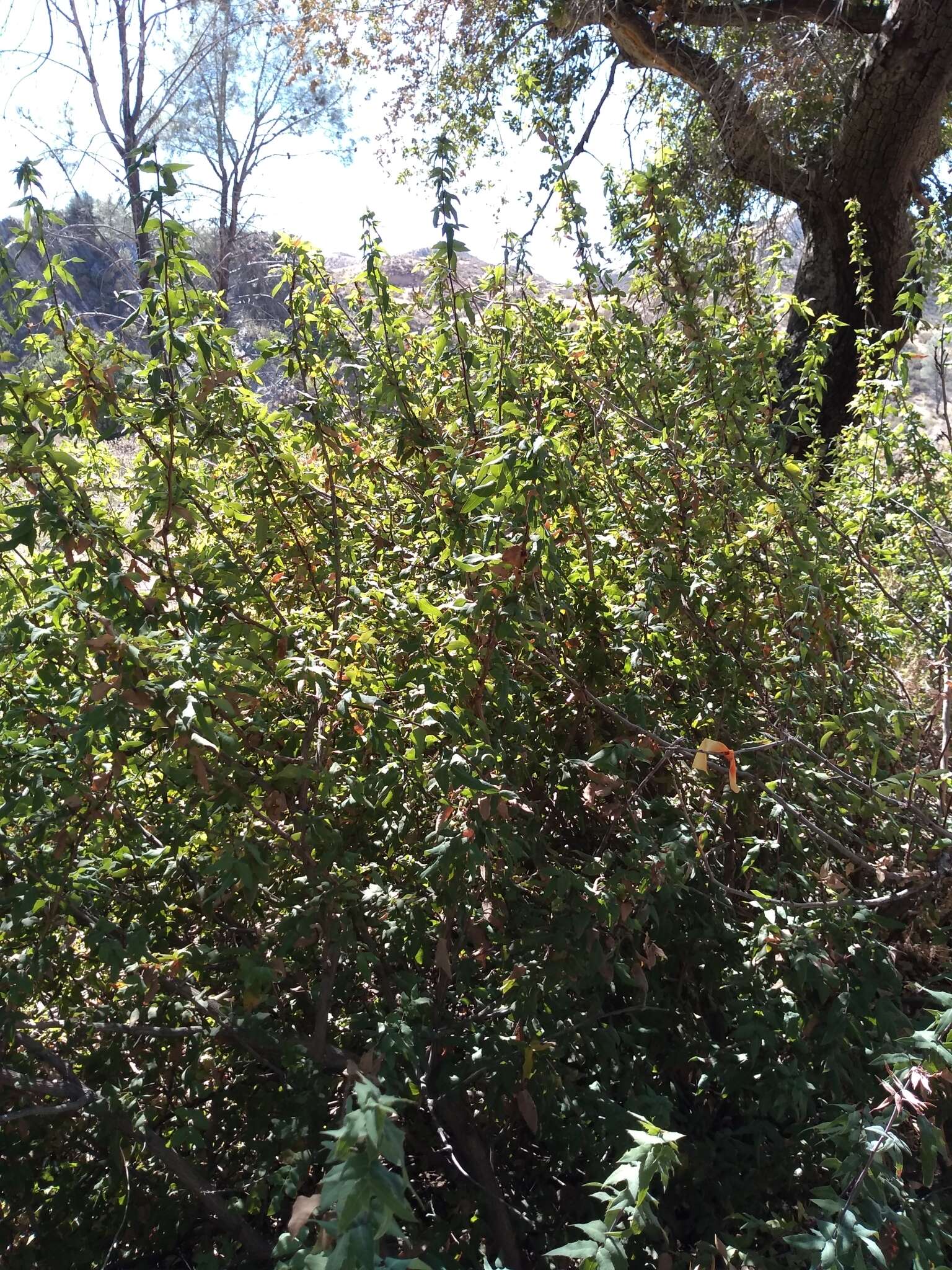 Image of Nevin's barberry