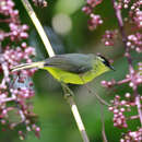 Image of Crested White-eye