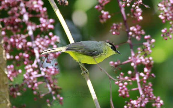 Image of Crested White-eye