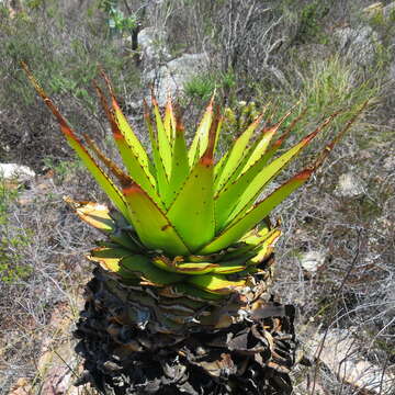 Image of Aloe lineata var. lineata