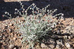 Image of Cynoglossum rugulosum (DC.) Greuter & Burdet