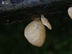 Image of Campanella pustulata (Berk. & Broome) Lloyd 1986