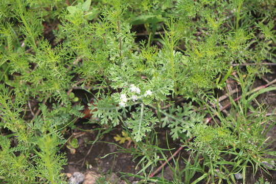 Image of Parthenium bipinnatifidum (Ortega) Rollins