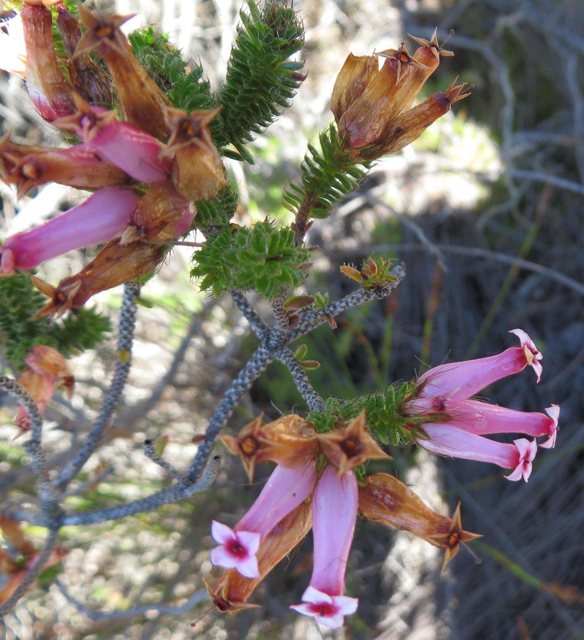 صورة Erica gysbertii var. gysbertii