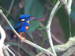 Image of Dwarf River Kingfisher