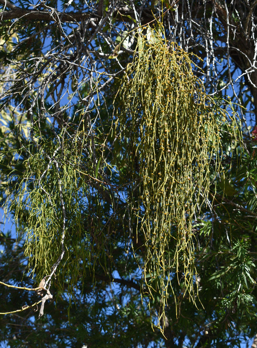 Слика од Viscum articulatum Burm. fil.