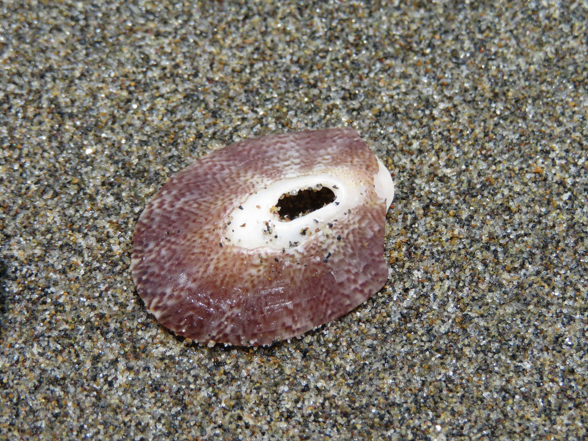 Image of Lucapinella crenifera (G. B. Sowerby 1835)