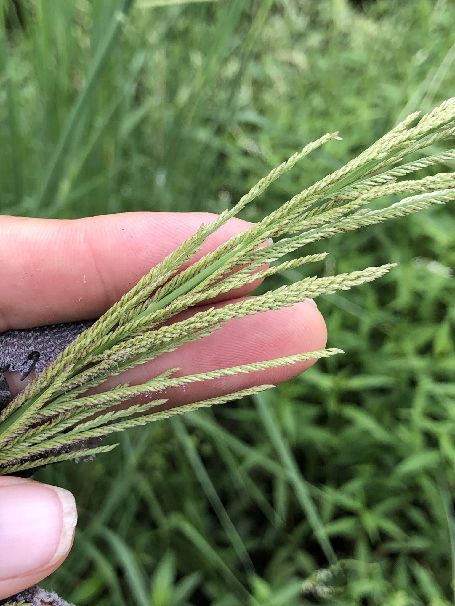 Image of Nealley's Viper Grass