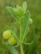 Plancia ëd Hermannia grandistipula (Buchinger ex Hochst.) K. Schum.