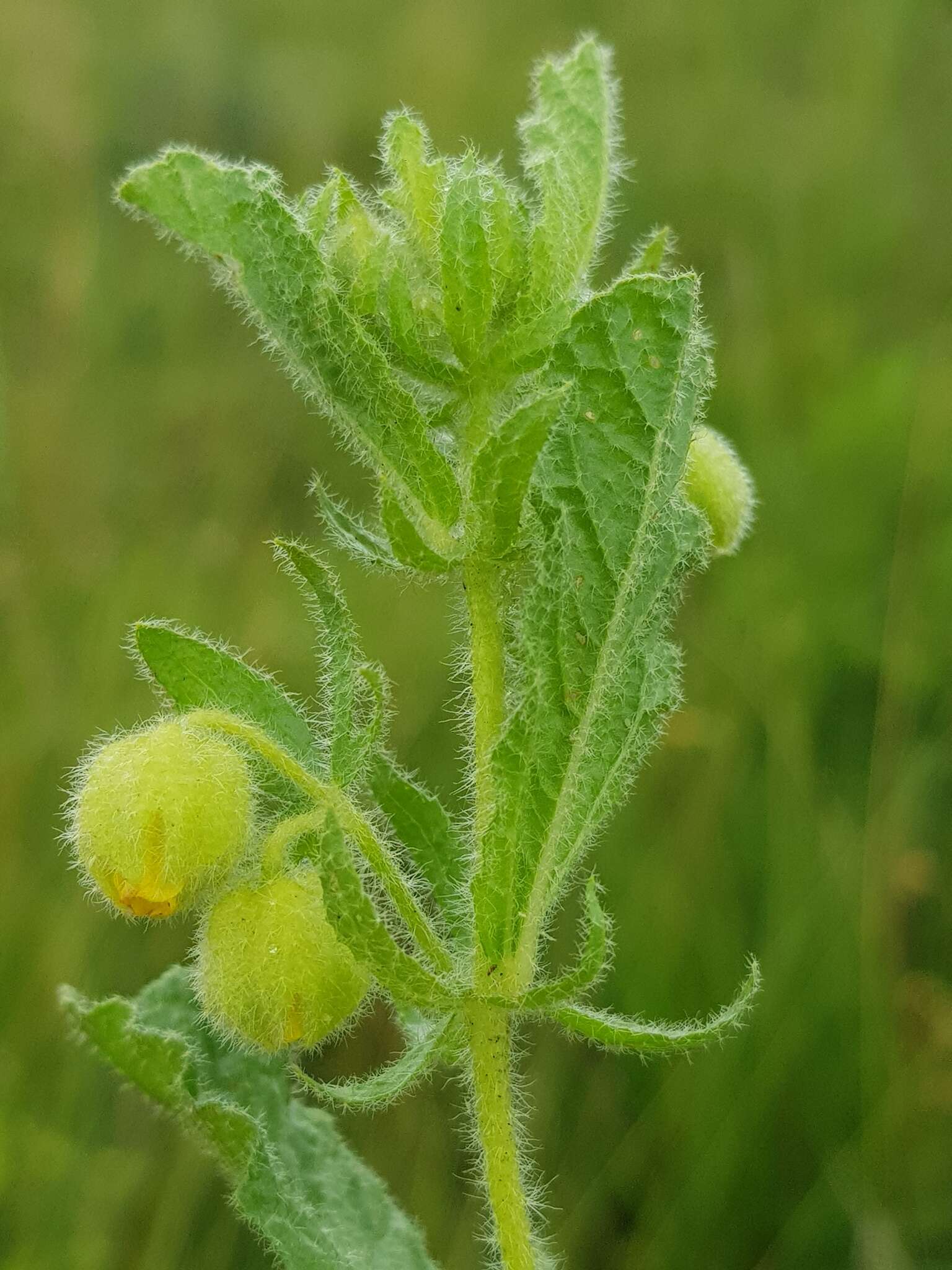 Plancia ëd Hermannia grandistipula (Buchinger ex Hochst.) K. Schum.