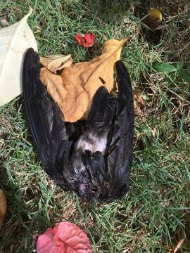 Image of White-rumped Swiftlet