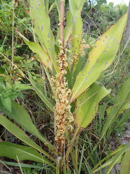 Cuscuta pentagona Engelm. resmi