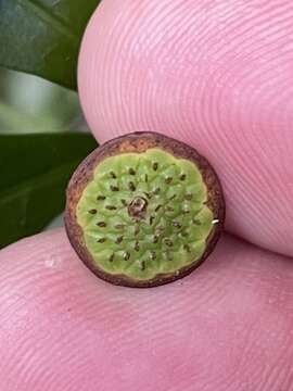 Image of Eupomatia bennettii F. Müll.