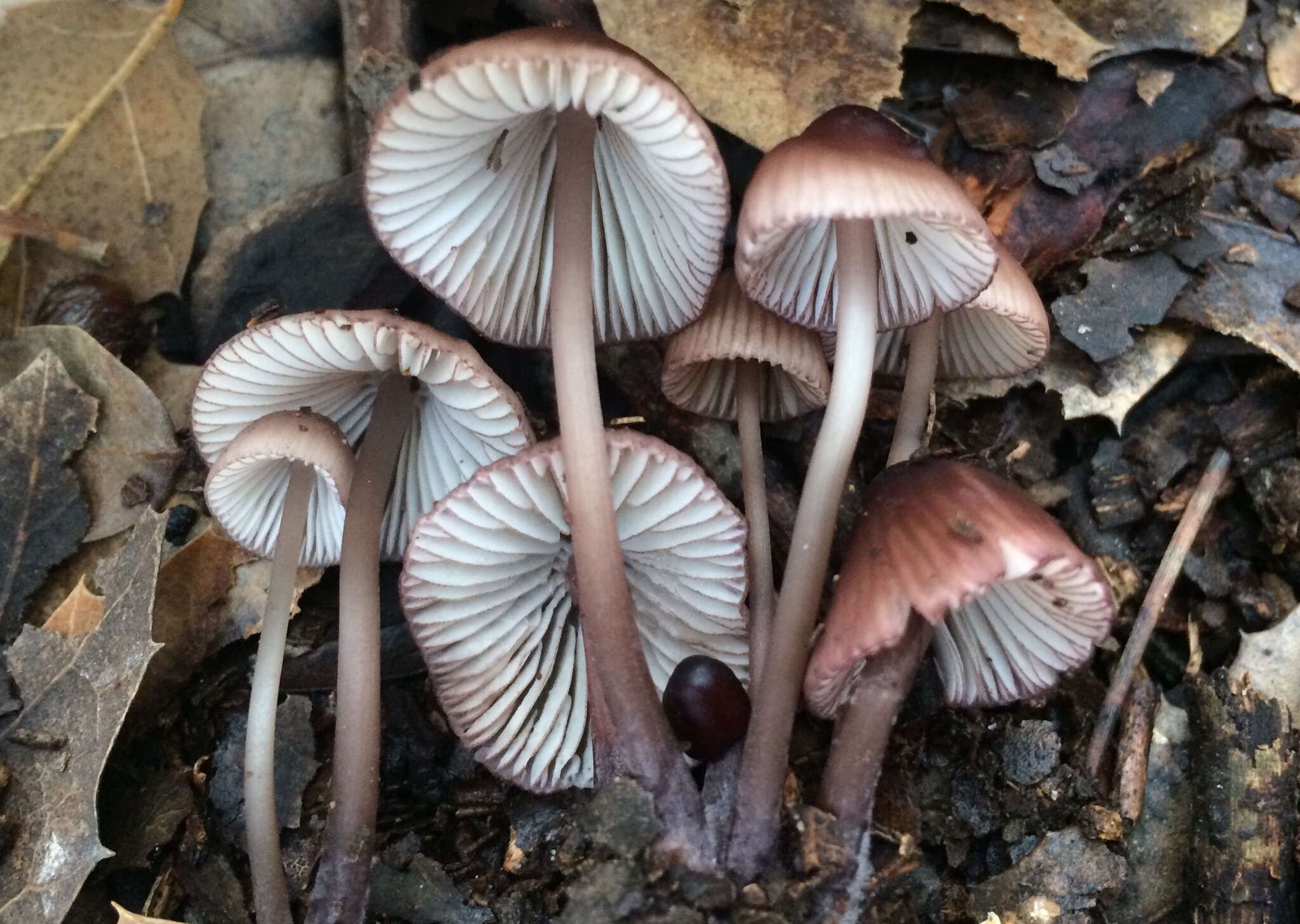 Mycena purpureofusca (Peck) Sacc. 1887 resmi