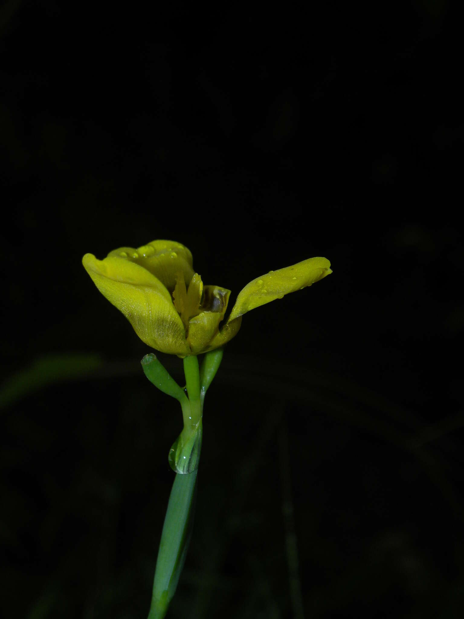 صورة Trimezia martinicensis (Jacq.) Herb.