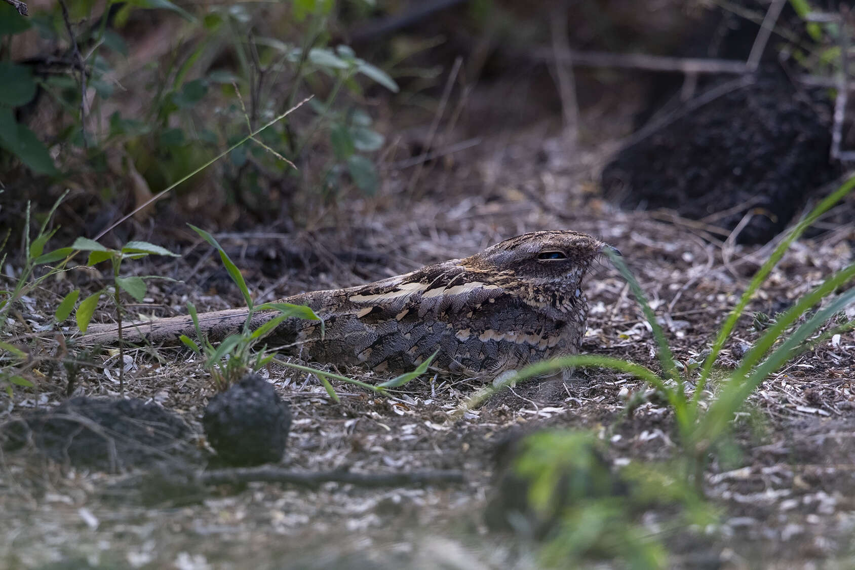 Image of Slender-tailed Nightjar