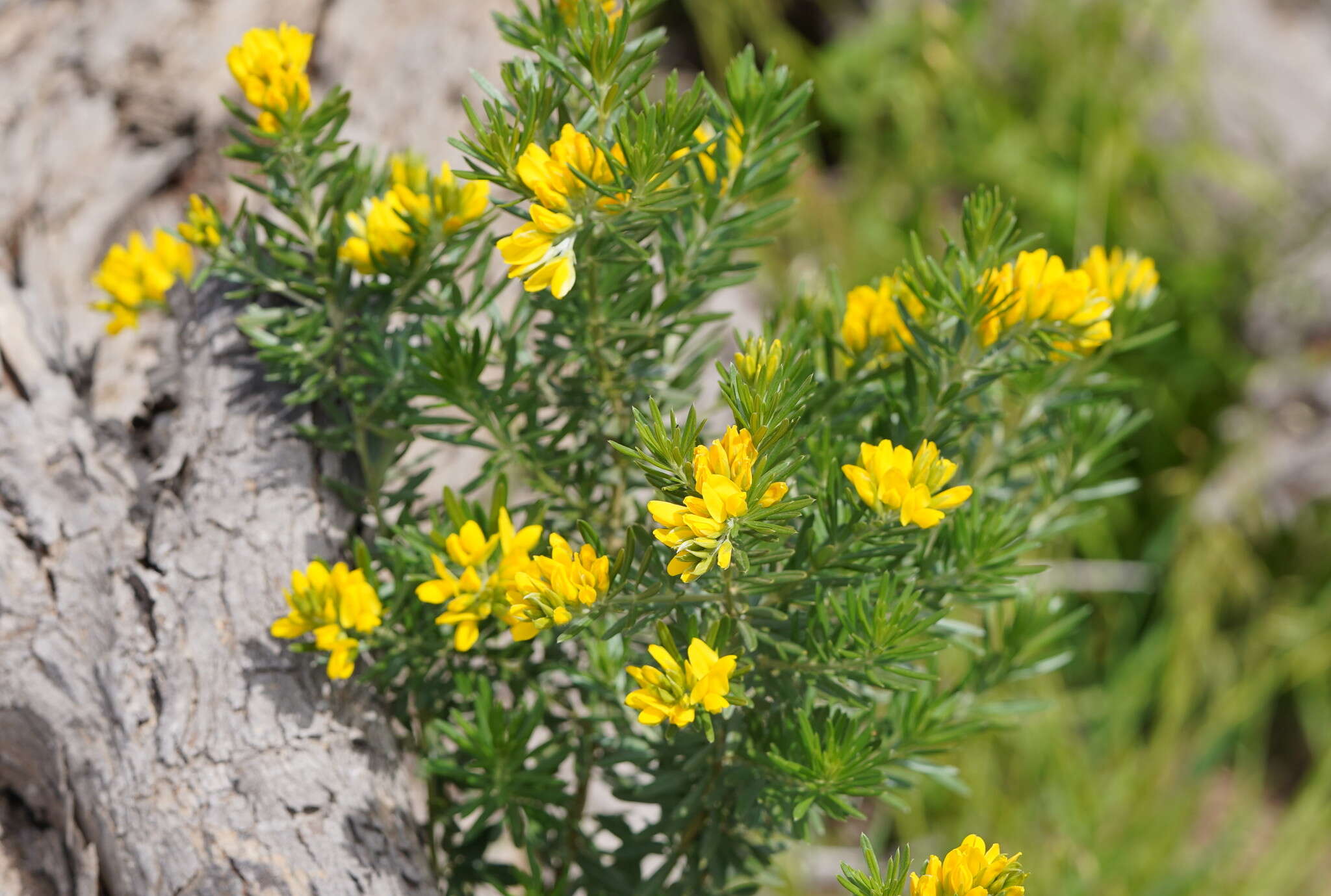 صورة Genista linifolia L.