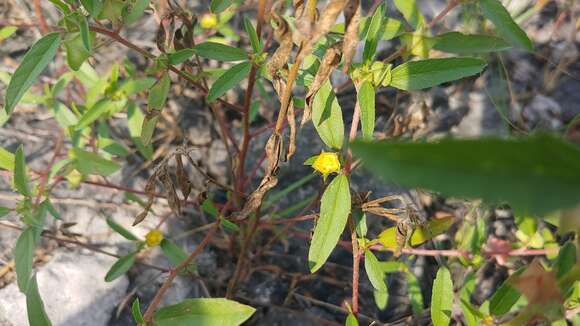 Image of hispid false mallow