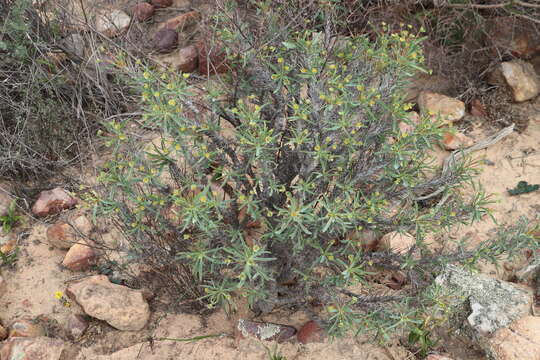 Euphorbia loricata Lam. resmi