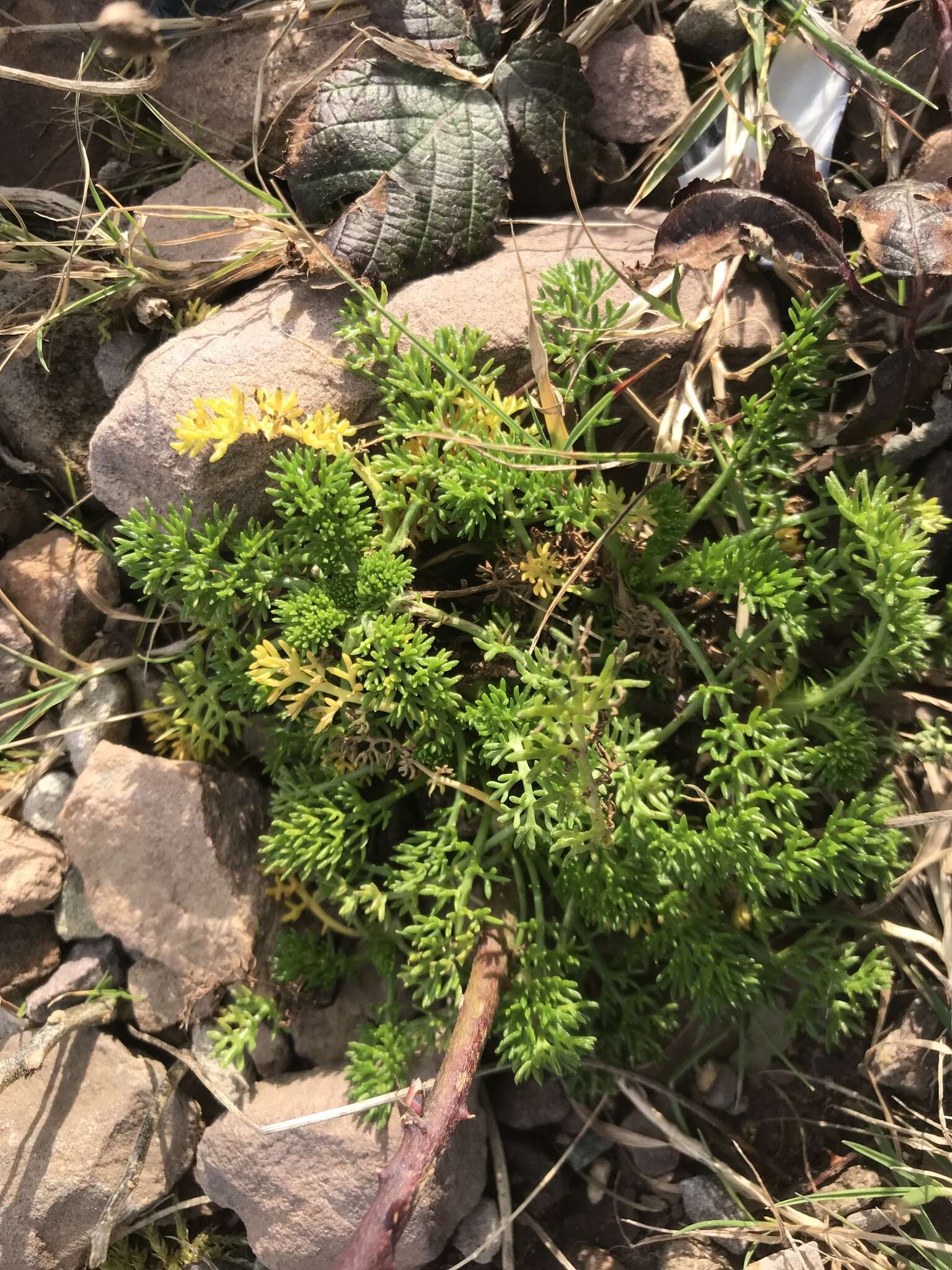 Image of false mayweed