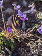 Image of Viola betonicifolia subsp. betonicifolia