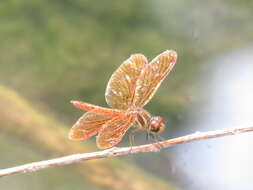 Image of Slough Amberwing