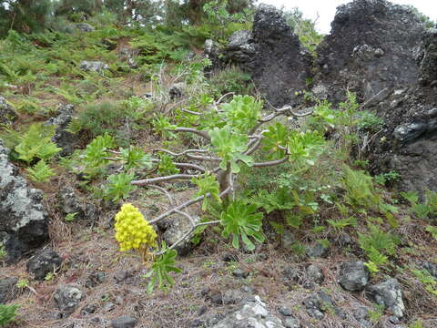 Image of Aeonium arboreum subsp. holochrysum (H. Y. Liu) Bañares