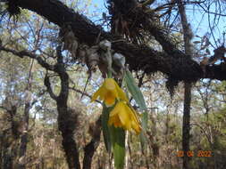 Image of Daffodil orchid