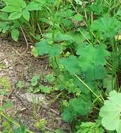 Image of Alchemilla devestiens Juz.