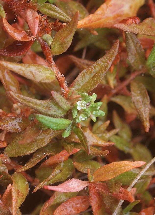 Sivun Persicaria prostrata (R. Br.) Sojak kuva