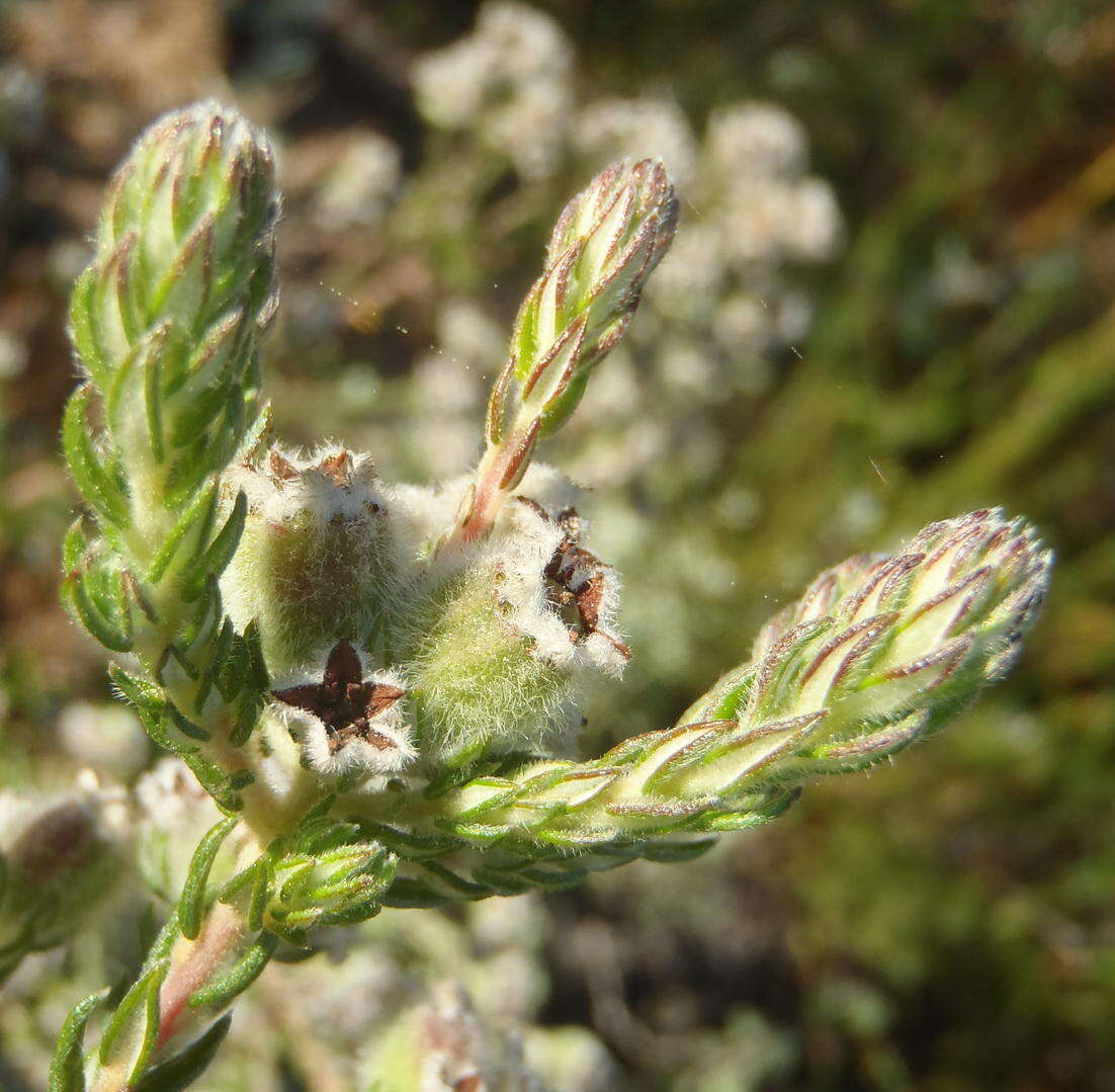 Image of Phylica purpurea Sond.