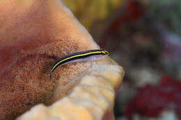 Image of Yellownose goby