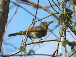 Слика од Vireo magister (Baird & SF 1871)