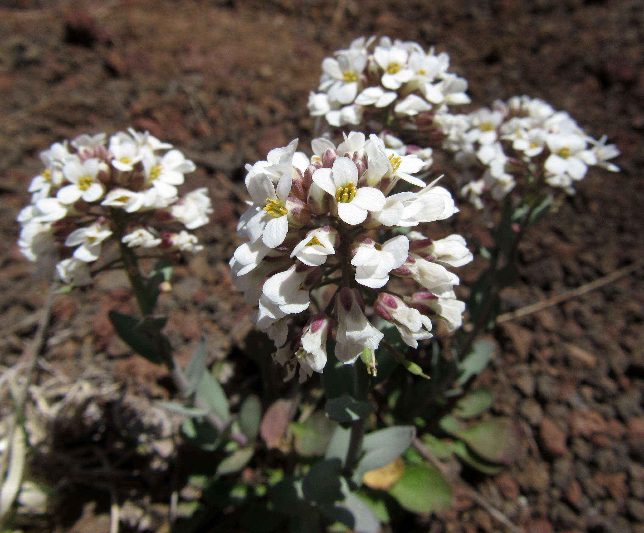 صورة Noccaea fendleri subsp. glauca (A. Nelson) Al-Shehbaz & M. Koch