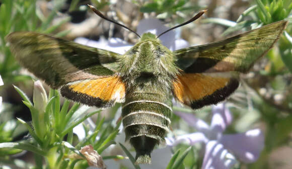 Proserpinus clarkiae (Boisduval 1852) resmi