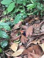 Image of Black-backed Kingfisher