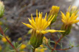 صورة Pteronia cederbergensis A. Bello, Magee & Boatwr.