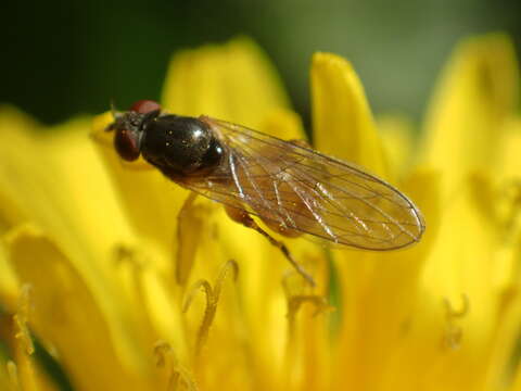 Image of Sphegina brachygaster Hull 1935