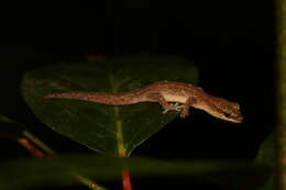 Image of Sadlier's New Caledonian Gecko