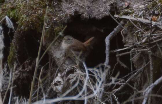 Image of Eurasian Wren