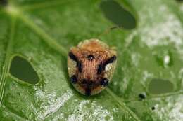 Laccoptera (Laccopteroidea) nepalensis Boheman 1855的圖片