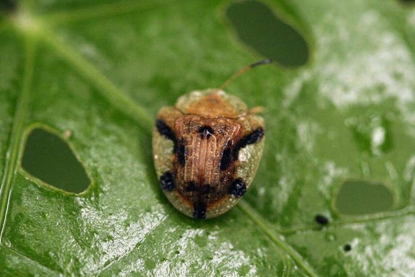 Image of Laccoptera (Laccopteroidea) nepalensis Boheman 1855